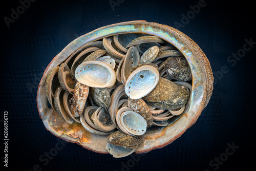 An assortment of abalone shells is displayed inside a large abalone shell, showcasing the iridescent inner surface that gives these marine mollusks their distinctive beauty.
