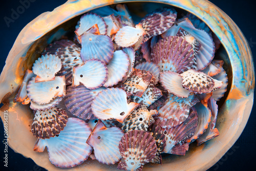 A close-up view of a bowl filled with scallop shells, showcasing a variety of natural patterns and colors ranging from soft whites and blues to warm pinks and browns.
