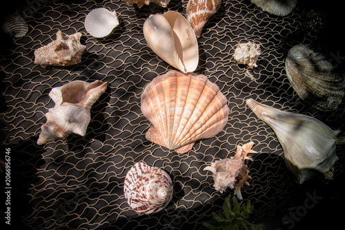 A marine biodiversity and the intricate patterns formed by ocean-worn shells under natural light.