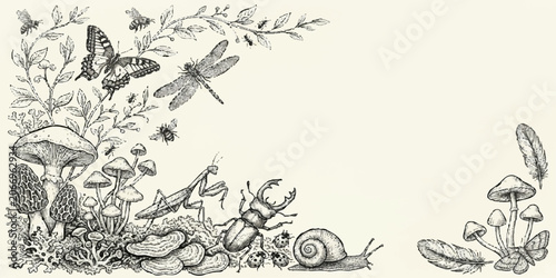 Tableau sur toile Enchanted Woodland Sketch: A whimsical, hand-drawn illustration captures the magic of the forest floor, featuring an array of fascinating insects, mushrooms, and delicate foliage