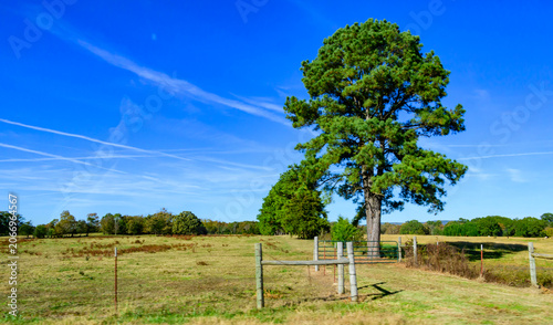 This landscape scene features a prominent pine tree, likely a loblolly pine (Pinus taeda), situated in a rural field with a metal farm gate.