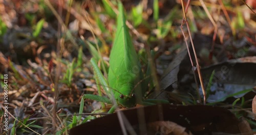 Green katydid with leaf-like wings sitting on dry grass and fallen leaves in a field during sunset. Macro close-up shot showing insect details and camouflage in natural habitat.