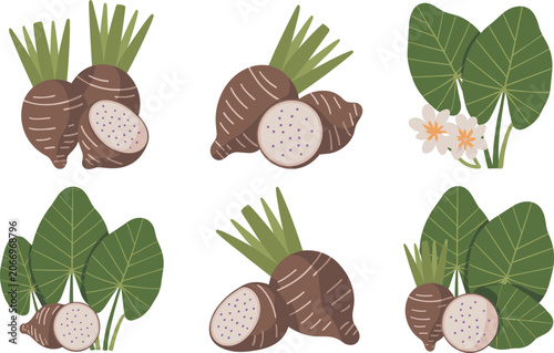 Foto Set of taro root vector illustrations with leaves and flowers