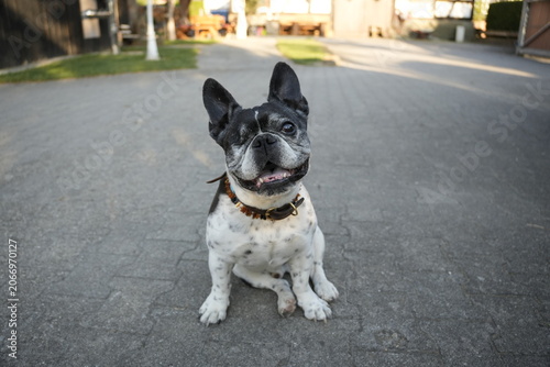 black and white dog