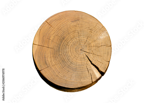 Detailed natural cut reclaimed wood tree with circle growth rings pattern. Unfinished tree slice with curved lines.