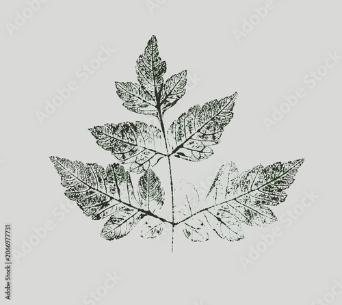Leaf botanical illustration sketch drawing on neutral gray and green for decorative print or natural background. Floral motif print for card or invitation design.
