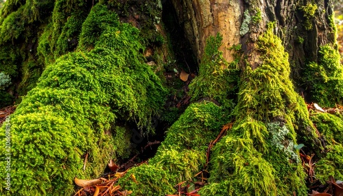A close-up of a tree trunk covered in vibrant green moss