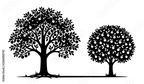 Foto Large mature shade tree and compact round ornamental tree silhouettes isolated o
