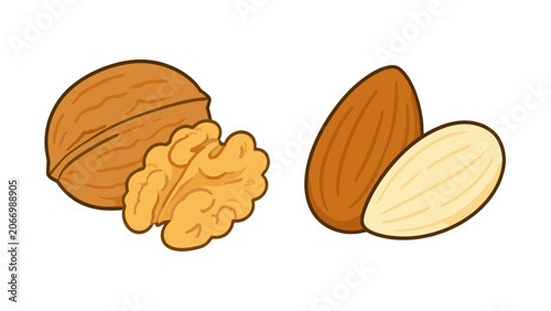 Fotografía Walnut and almond nuts cartoon vector illustration