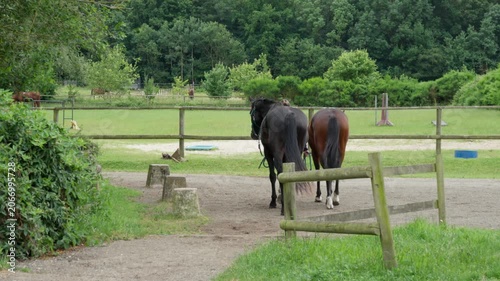 A female trainer leading domestic horses into a fenced paddock enclosure. An equestrian handler walking a black stallion and chestnut mare on a rural countryside livestock farm or ranch field.