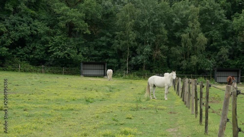 Domestic horse stands in a green pasture by a wooden fence on a rural equestrian farm, showcasing traditional countryside livestock agriculture, animal breeding, and paddock environment.