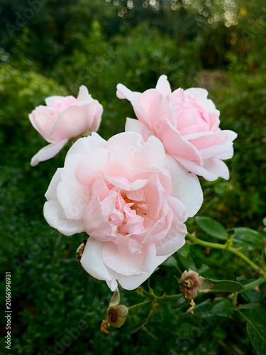 Obraz na plátne Three delicate pale pink roses blooming on a garden bush with lush green foliage, soft natural light and floral background