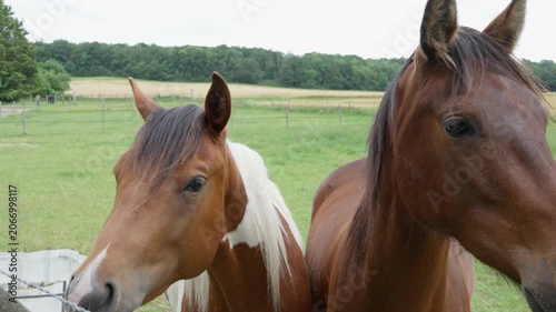 A person gently caresses a horse head at a farm pasture paddock, representing equine therapy, domestic animal care, livestock husbandry, and the emotional bond between humans and nature.