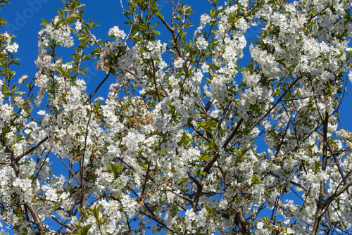 Detailed view of a tree branch displaying white blossoms and green leaves against a blue sky. No people are in this daytime outdoor nature scene.