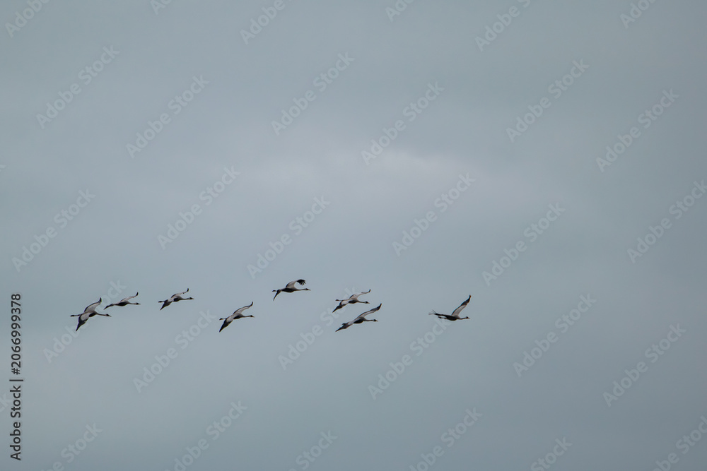 Fototapeta premium flock of cranes