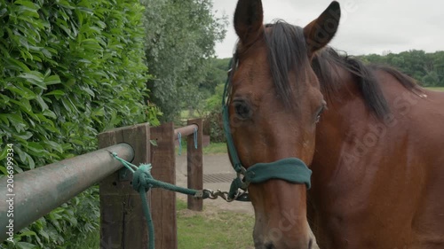 A domestic horse wearing a halter stands tied to a fence at a countryside stable yard next to a hedge, looking at the camera to represent equine care, livestock breeding, and rural ranch life.