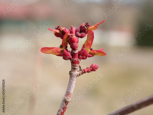Schilderij op canvas Emerging Red Samaras and Buds of Autumn Blaze Maple in Early Spring