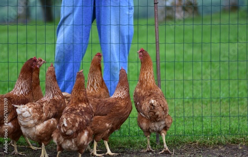 Fotografie Group of free-range brown hens gathered near a fence and farmer in a rural backyard