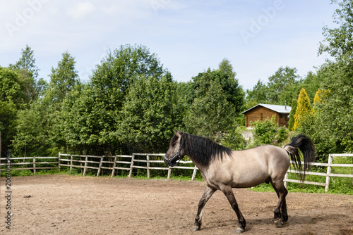 Tableau sur toile horse in the paddock