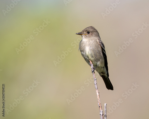 Canvas-taulu Western Wood-Pewee (Contopus sordidulus), perched