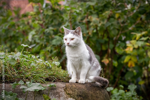 Photography White-grey cat sitting on stone wall in garden on background of green foliage, p