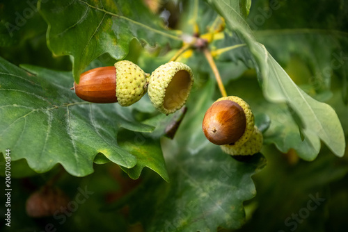 Ripe acorns on oak branch with green leaves, macro photography of autumn fruits of forest tree on blurred background