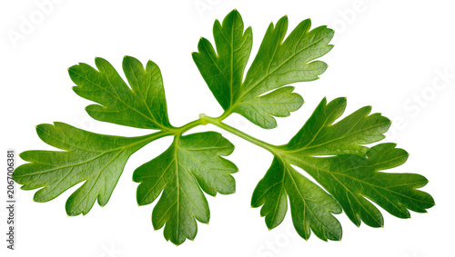 Quadro su tela Isolated fresh green parsley sprig, aromatic cooking herb, natural ingredient fo