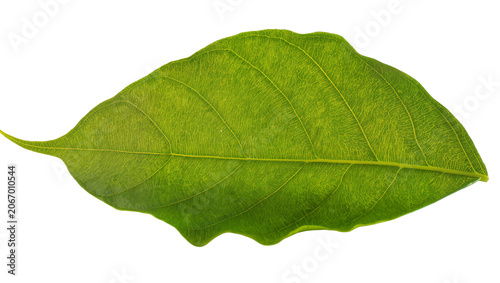 Canvastavla Isolated fresh green leaf showing detailed venation and natural texture, healthy plant foliage