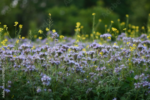 Blooming Phacelia Field at Golden Hour with Soft Purple Flowers and Natural Bokeh Background. Selective focus. 
