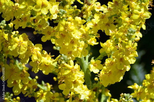 Gelbe Blüten einer Königskerze