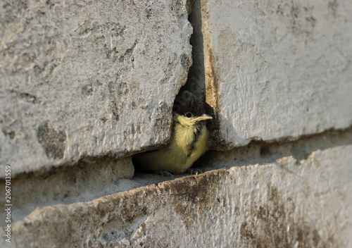 Schilderij op canvas A young great tit fledgling hiding in a stone wall crack, concept of wildlife an