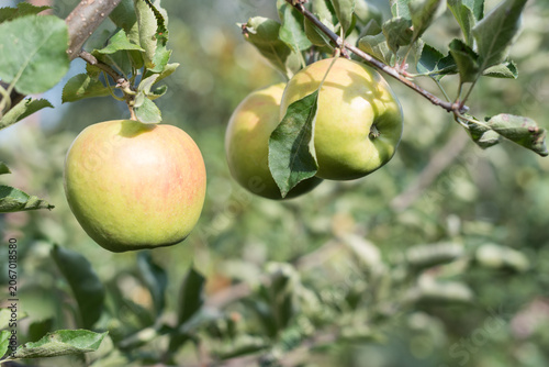 Принти на полотні Ripe Jonathan Apple on Tree Branch with Soft Bokeh Background