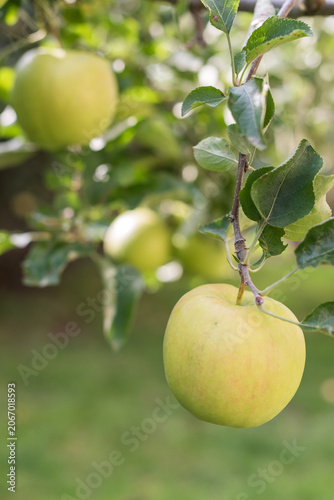 фотографія Close Up of Jonathan Apple on Branch with Blurred Apples