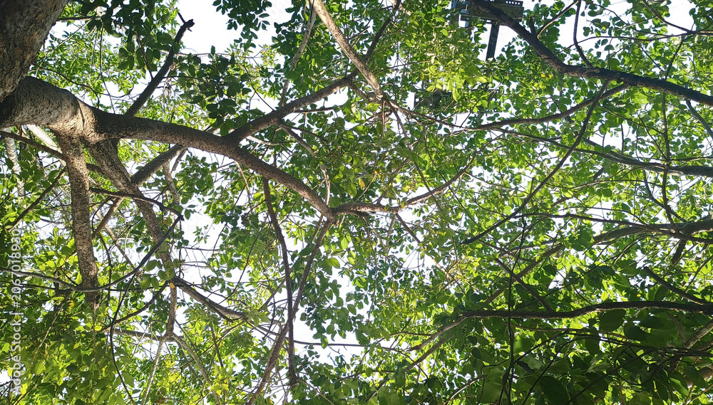 Fototapeta premium Low angle view of tree canopy with green leaves and branches on isolated background. Nature, environment, forestry, ecosystem, gardening, botany, growth, biology, sustainable architecture, design