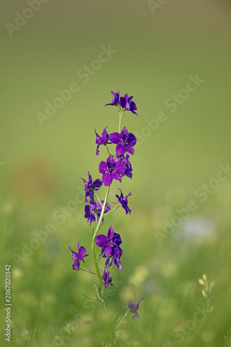 Obraz na płótnie A single macro shot of a vibrant purple delphinium flower stretching vertically against a blurry green background