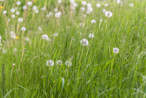 Soft Summer Grass With White Dandelion Seed Heads