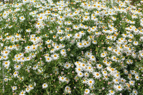 White Daisy Flowers Blooming in Summer Garden