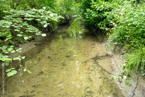 Clear stream flowing through a green forest in Antwerp Belgium