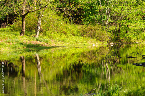 Calm Forest Pond Reflections In Summer Landscape