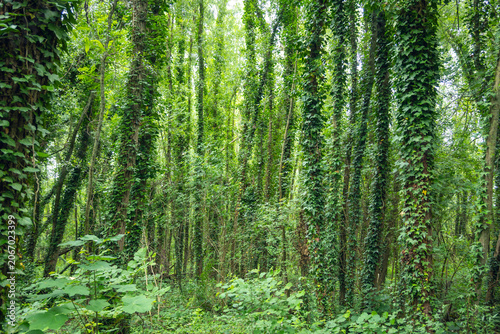 Ivy covered trees in a dense forest in Antwerp Kempen Belgium