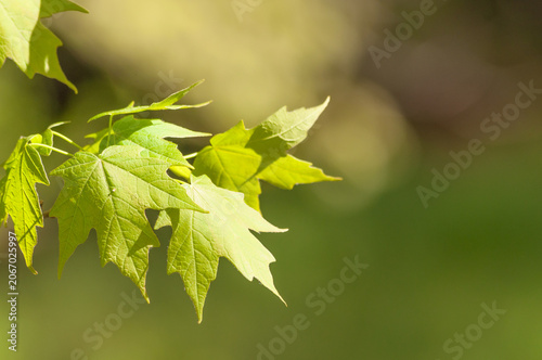 Fresh Green Maple Leaves In Soft Summer Sunlight