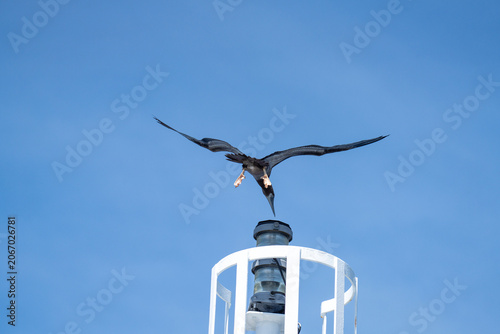Valokuva Brown booby (Sula leucogaster) in flight, trying to land on the ship mast, at As