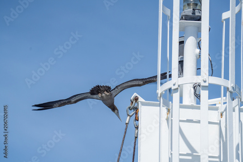 Valokuva Brown booby (Sula leucogaster) in flight, trying to land on the ship mast, at As