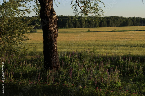 Ripening lupine flowers near a birch tree trunk against a green field.