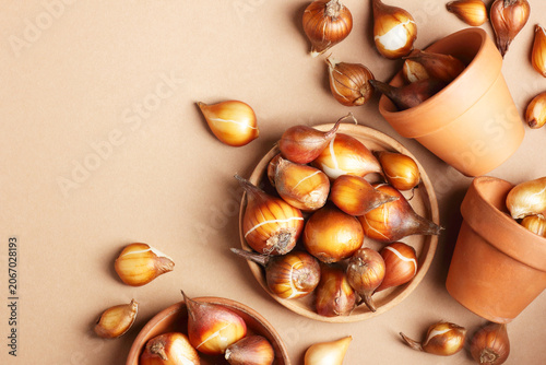 Foto Tulip bulbs on clay pot, spring or autumn seeds, from above overhead top view, f