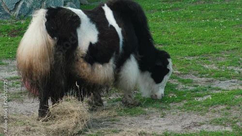 A fluffy black and white domestic yak grazes on a green lawn. An exotic long-haired animal eats fresh grass in a paddock near a pile of hay.