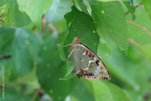 Quadro su tela A Cardinal butterfly clinging to a fruit tree leaf