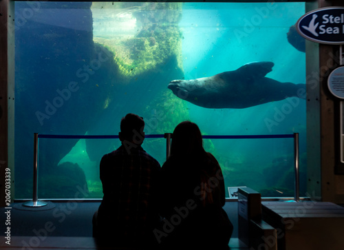 Foto Steller sea lion, Eumetopias jubatus, swims passed silhouette of couple watching