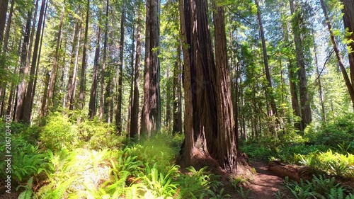 Peaceful Redwood forest Scene on Sunny Summer Day