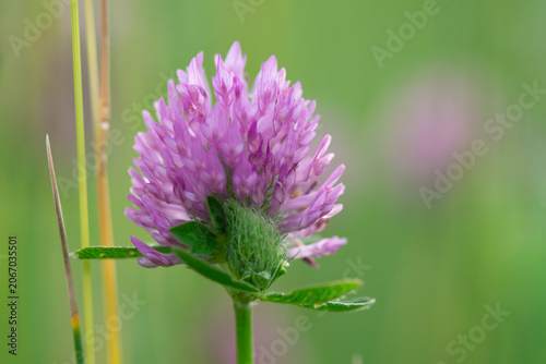 Red clover flower (Trifolium pratense) blooming in the field. Summer floral background. Close-up.